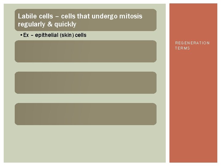 Labile cells – cells that undergo mitosis regularly & quickly • Ex – epithelial
