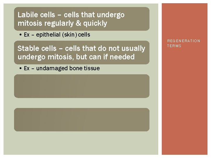 Labile cells – cells that undergo mitosis regularly & quickly • Ex – epithelial