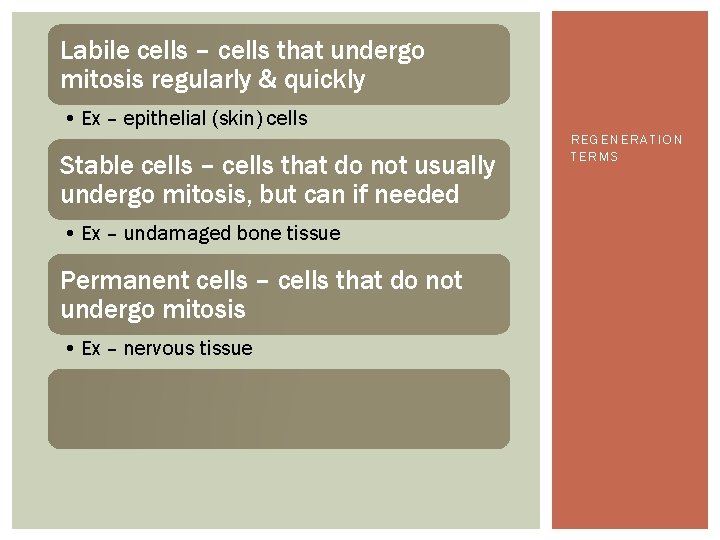 Labile cells – cells that undergo mitosis regularly & quickly • Ex – epithelial