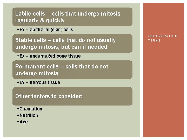 Labile cells – cells that undergo mitosis regularly & quickly • Ex – epithelial