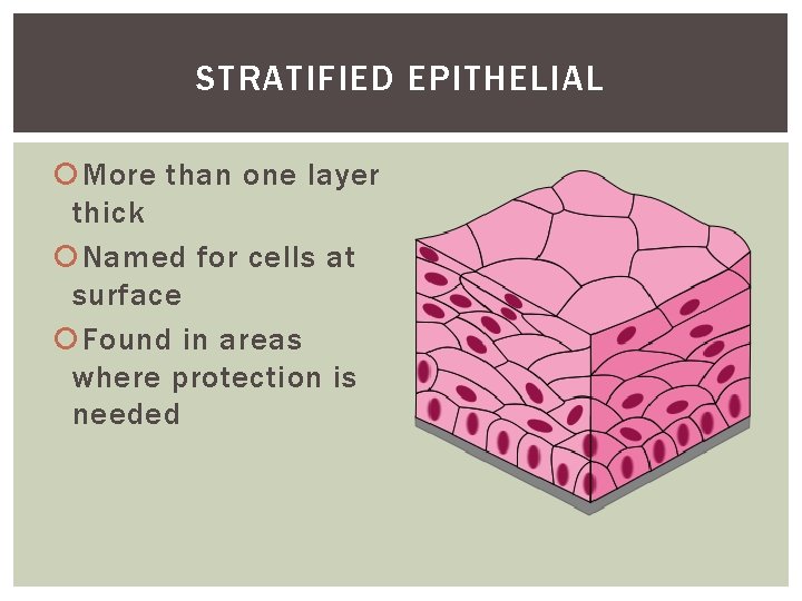 STRATIFIED EPITHELIAL More than one layer thick Named for cells at surface Found in