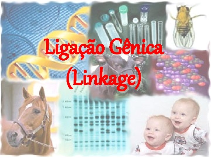 Ligação Gênica (Linkage) 