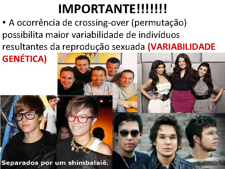 IMPORTANTE!!!!!!! • A ocorrência de crossing-over (permutação) possibilita maior variabilidade de indivíduos resultantes da
