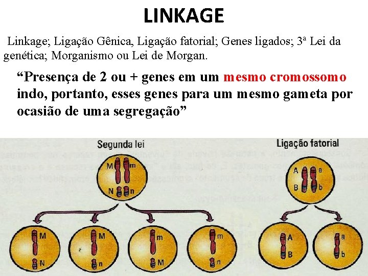 LINKAGE Linkage; Ligação Gênica, Ligação fatorial; Genes ligados; 3ª Lei da genética; Morganismo ou