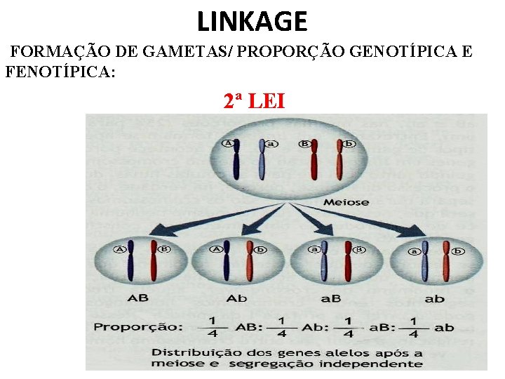 LINKAGE FORMAÇÃO DE GAMETAS/ PROPORÇÃO GENOTÍPICA E FENOTÍPICA: 2ª LEI 