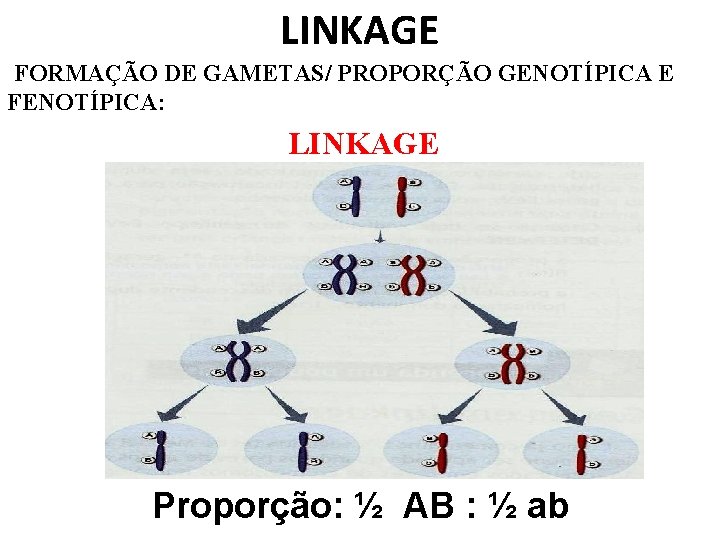 LINKAGE FORMAÇÃO DE GAMETAS/ PROPORÇÃO GENOTÍPICA E FENOTÍPICA: LINKAGE Proporção: ½ AB : ½