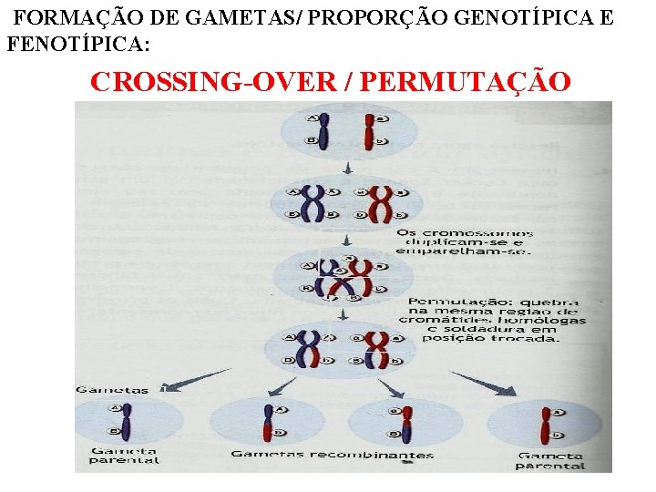 FORMAÇÃO DE GAMETAS/ PROPORÇÃO GENOTÍPICA E FENOTÍPICA: CROSSING-OVER / PERMUTAÇÃO 