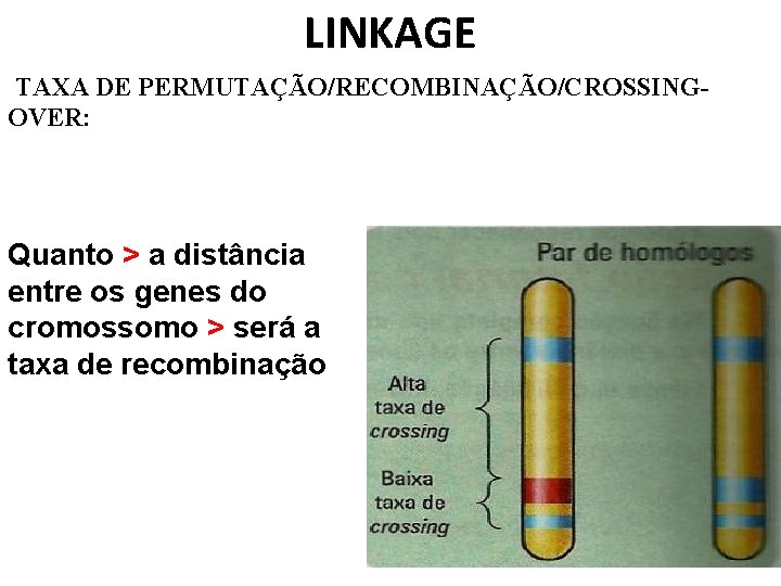 LINKAGE TAXA DE PERMUTAÇÃO/RECOMBINAÇÃO/CROSSINGOVER: Quanto > a distância entre os genes do cromossomo >