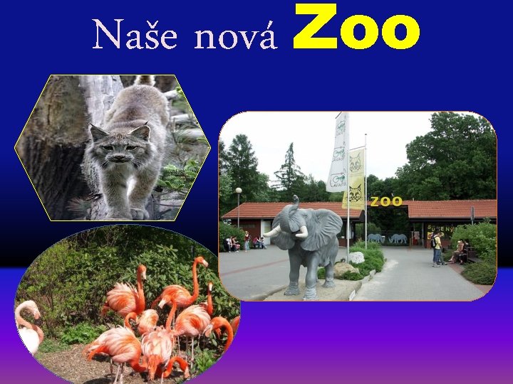 Naše nová Zoo 