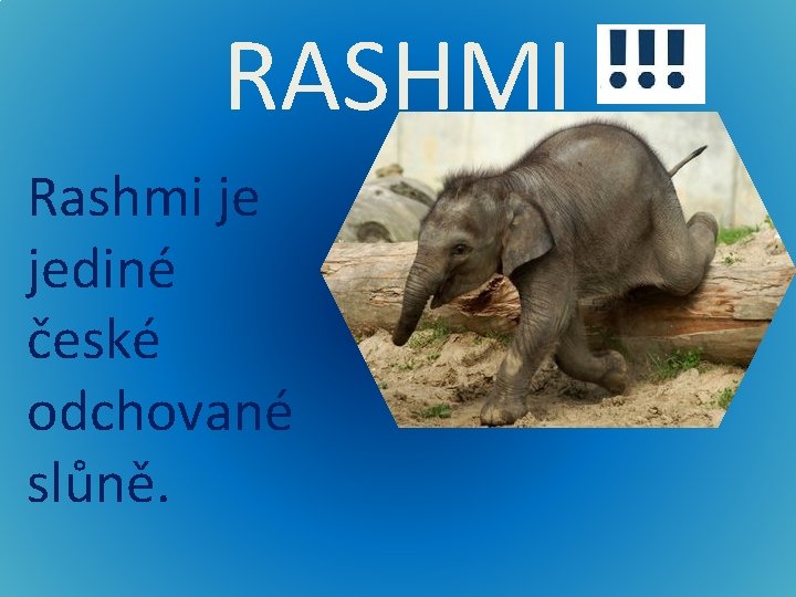 RASHMI Rashmi je jediné české odchované slůně. 
