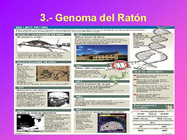 3. - Genoma del Ratón 