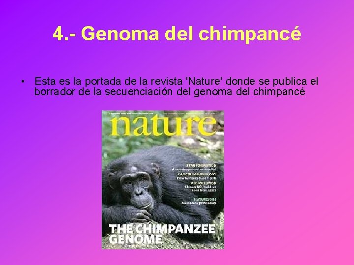 4. - Genoma del chimpancé • Esta es la portada de la revista 'Nature'