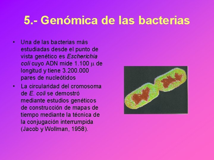 5. - Genómica de las bacterias • Una de las bacterias más estudiadas desde