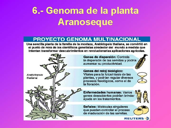 6. - Genoma de la planta Aranoseque 
