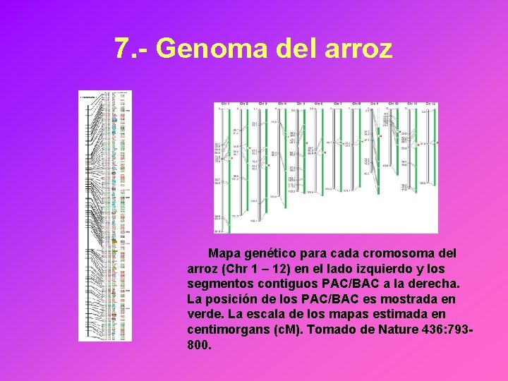 7. - Genoma del arroz Mapa genético para cada cromosoma del arroz (Chr 1