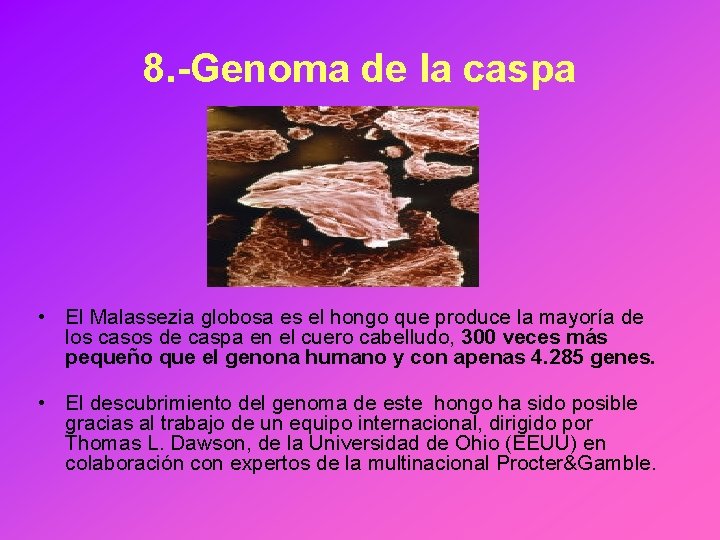 8. -Genoma de la caspa • El Malassezia globosa es el hongo que produce