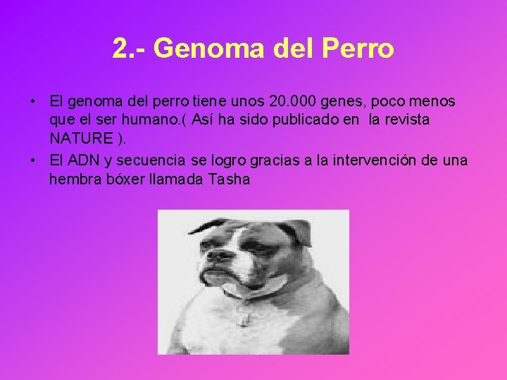 2. - Genoma del Perro • El genoma del perro tiene unos 20. 000