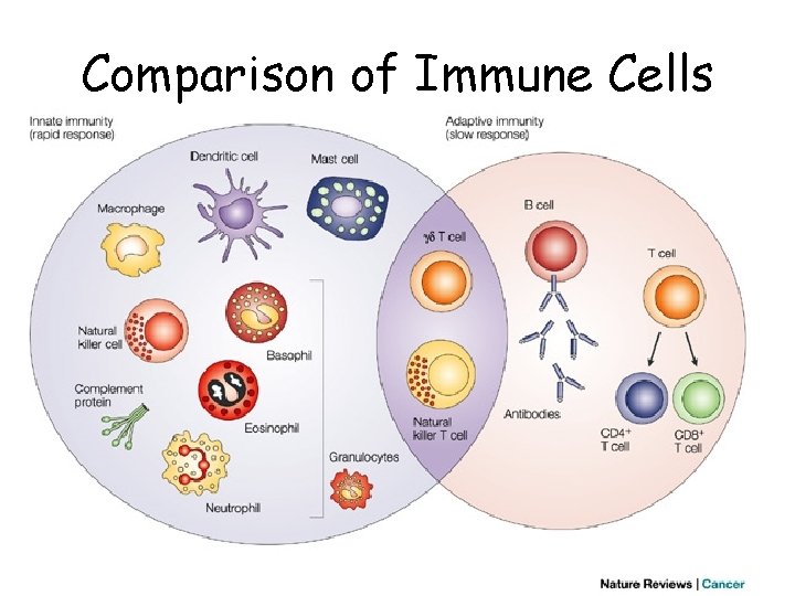 Comparison of Immune Cells Comparison of Immune Cells