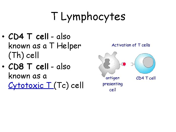 T Lymphocytes • CD 4 T cell - also known as a T Helper T Lymphocytes • CD 4 T cell - also known as a T Helper