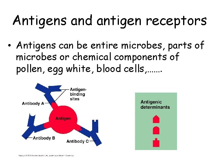 Antigens and antigen receptors • Antigens can be entire microbes, parts of microbes or