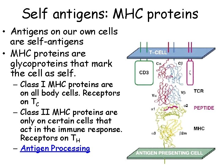 Self antigens: MHC proteins • Antigens on our own cells are self-antigens • MHC