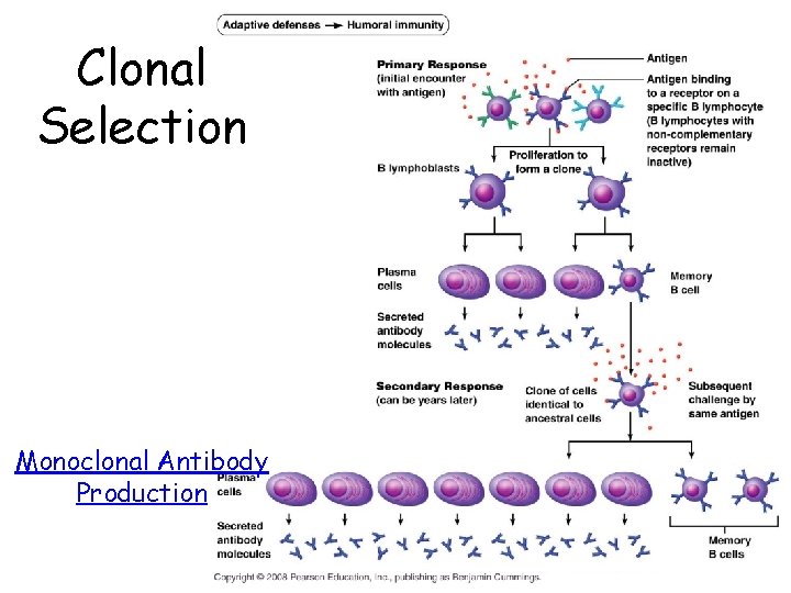 Clonal Selection Monoclonal Antibody Production Clonal Selection Monoclonal Antibody Production