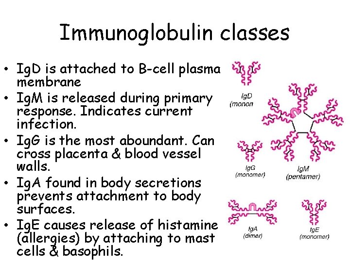 Immunoglobulin classes • Ig. D is attached to B-cell plasma membrane • Ig. M