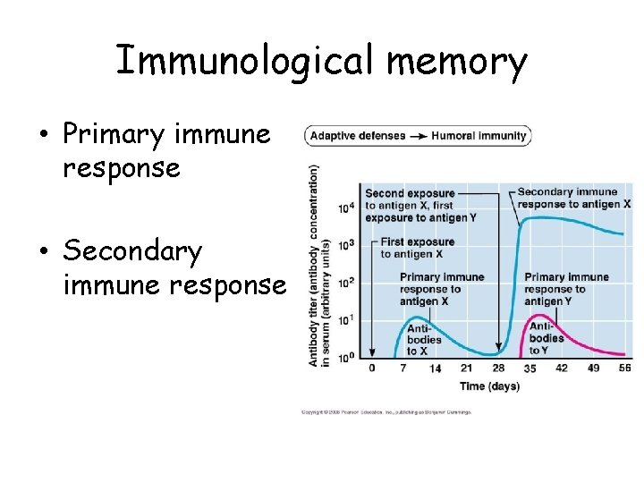 Immunological memory • Primary immune response • Secondary immune response 