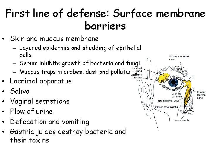 First line of defense: Surface membrane barriers • Skin and mucous membrane – Layered