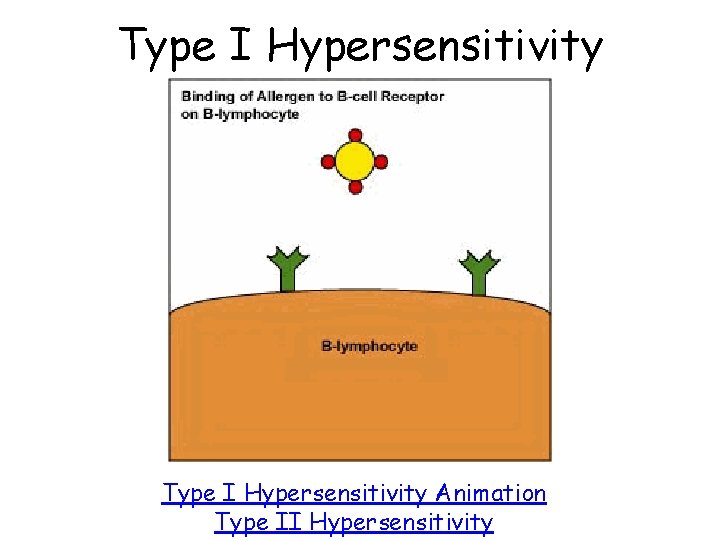 Type I Hypersensitivity Animation Type II Hypersensitivity Type I Hypersensitivity Animation Type II Hypersensitivity