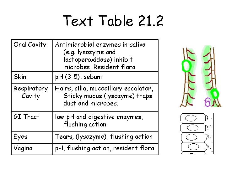 Text Table 21. 2 Oral Cavity Antimicrobial enzymes in saliva (e. g. lysozyme and