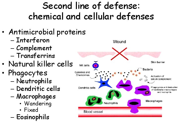 Second line of defense: chemical and cellular defenses • Antimicrobial proteins – Interferon –