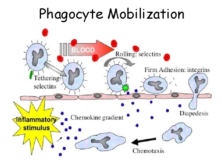 Phagocyte Mobilization 