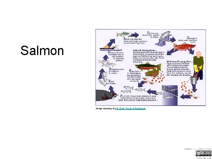 Salmon Image courtesy of US Army Corps of Engineers 