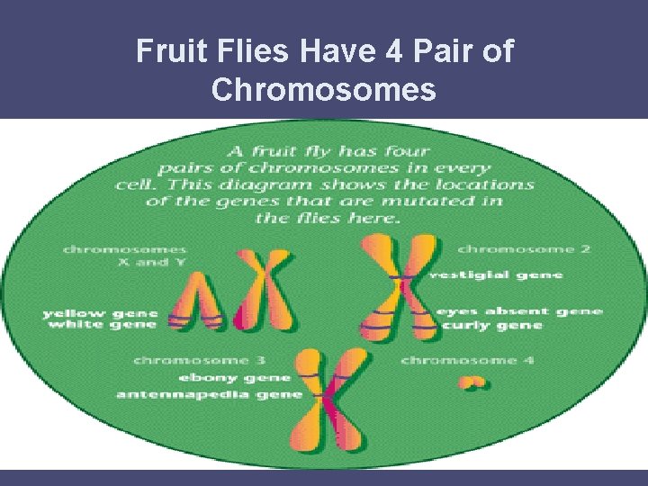 Getting to know the Fruit Fly Drosophila melanogaster