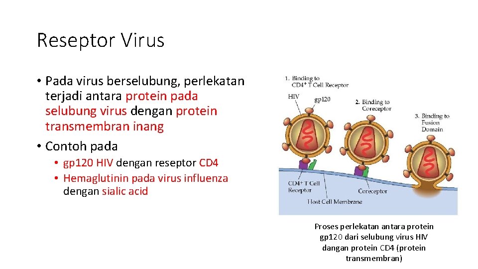 Reseptor Virus • Pada virus berselubung, perlekatan terjadi antara protein pada selubung virus dengan