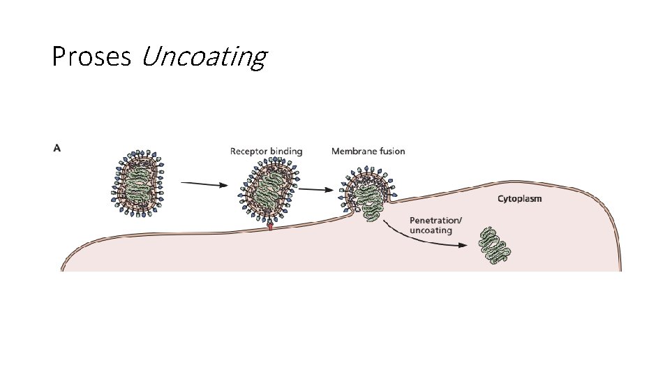 Proses Uncoating 