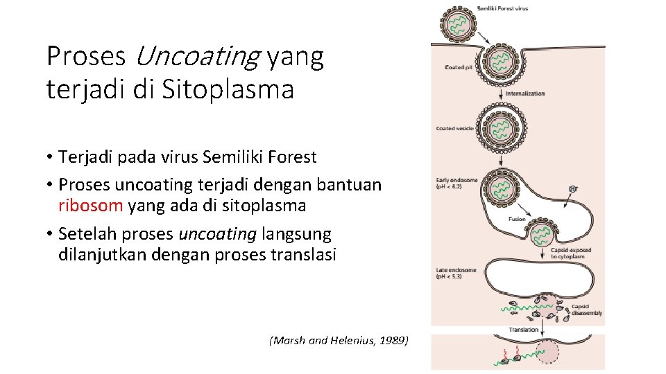 Proses Uncoating yang terjadi di Sitoplasma • Terjadi pada virus Semiliki Forest • Proses