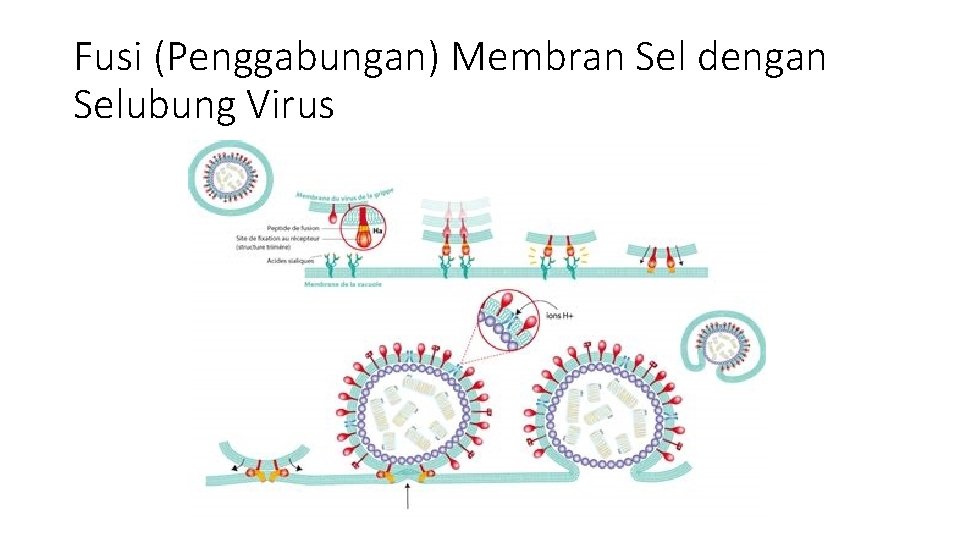 Fusi (Penggabungan) Membran Sel dengan Selubung Virus 