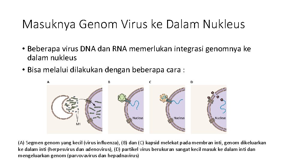 Masuknya Genom Virus ke Dalam Nukleus • Beberapa virus DNA dan RNA memerlukan integrasi