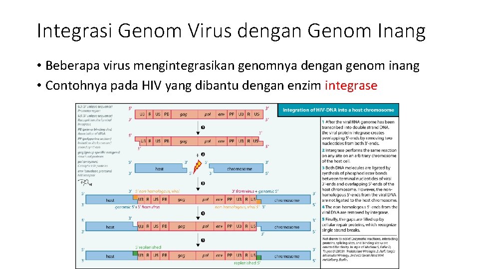 Integrasi Genom Virus dengan Genom Inang • Beberapa virus mengintegrasikan genomnya dengan genom inang