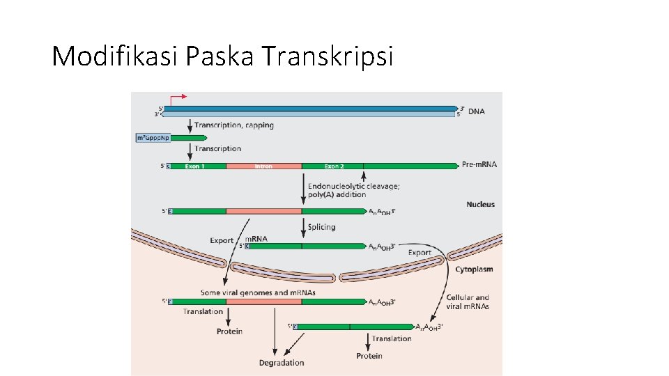 Modifikasi Paska Transkripsi 