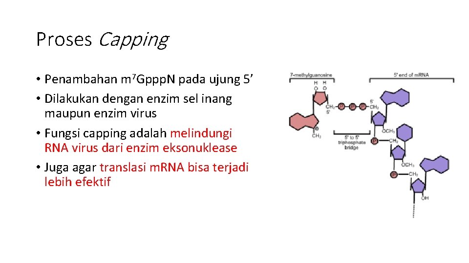 Proses Capping • Penambahan m 7 Gppp. N pada ujung 5’ • Dilakukan dengan