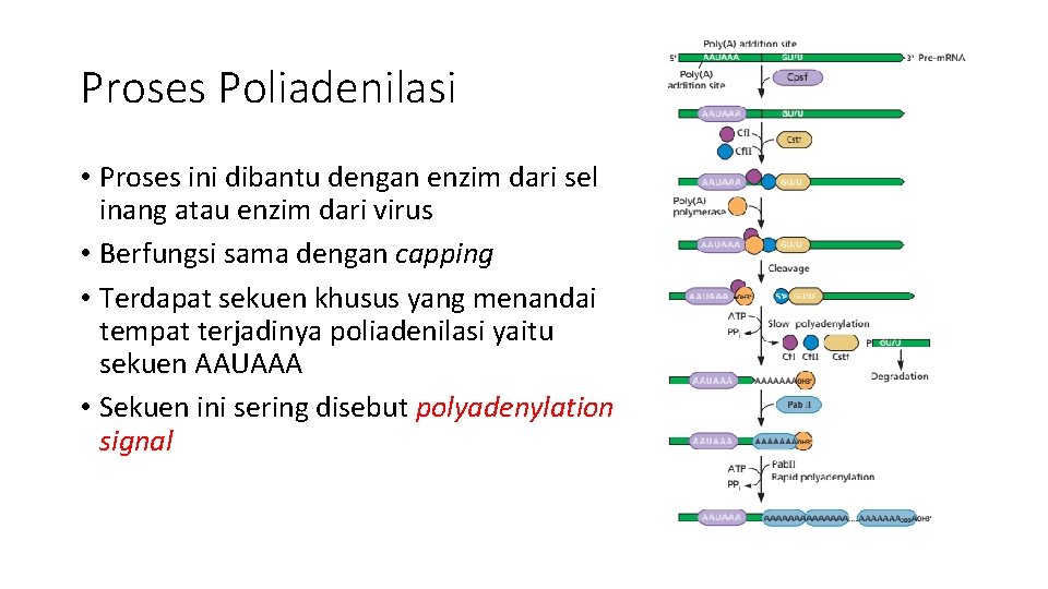 Proses Poliadenilasi • Proses ini dibantu dengan enzim dari sel inang atau enzim dari