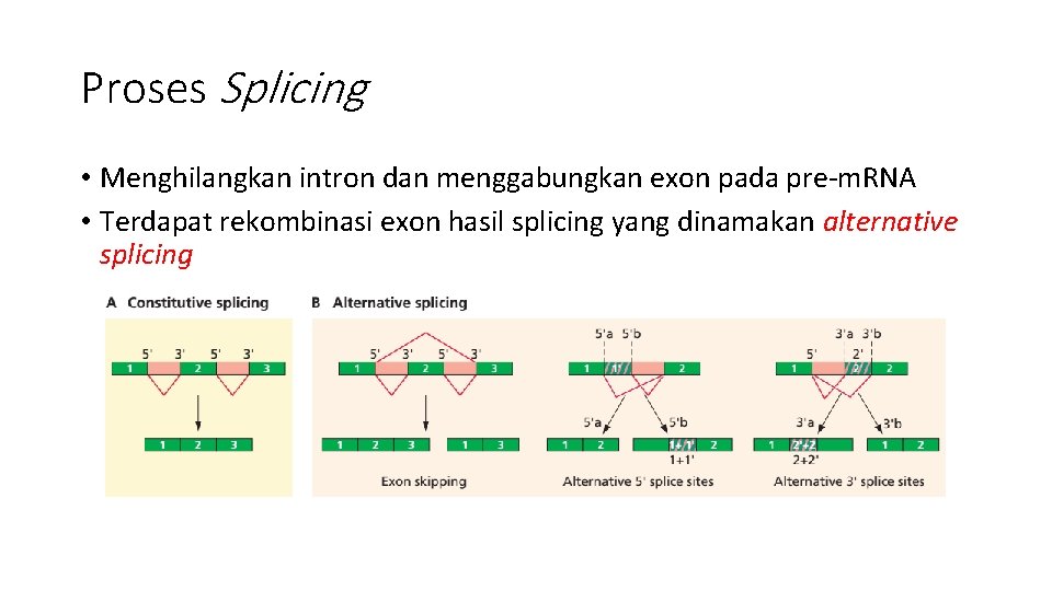 Proses Splicing • Menghilangkan intron dan menggabungkan exon pada pre-m. RNA • Terdapat rekombinasi