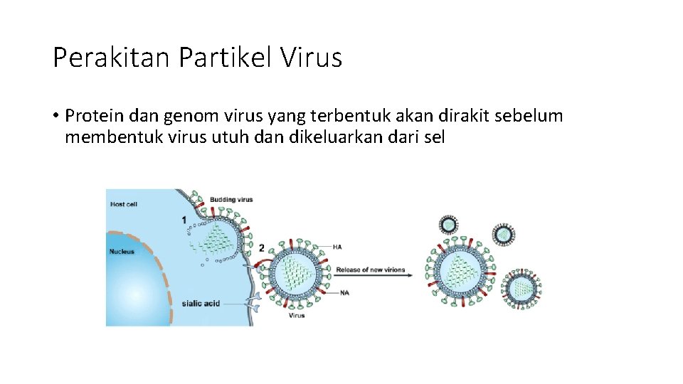 Perakitan Partikel Virus • Protein dan genom virus yang terbentuk akan dirakit sebelum membentuk