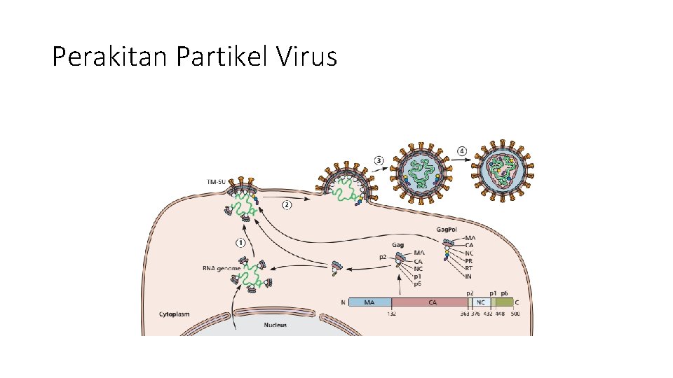 Perakitan Partikel Virus 