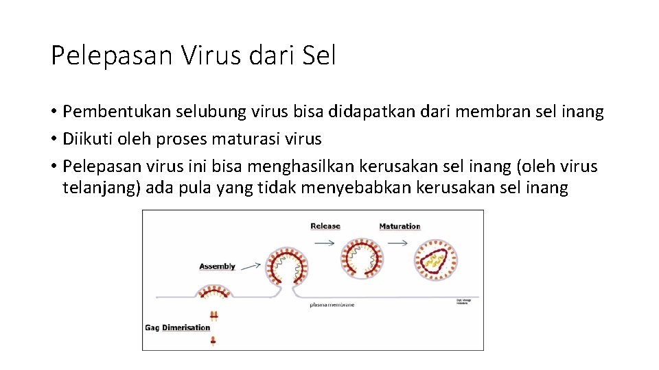 Pelepasan Virus dari Sel • Pembentukan selubung virus bisa didapatkan dari membran sel inang