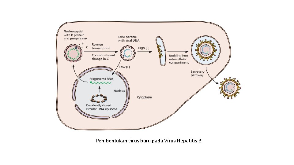 Pembentukan virus baru pada Virus Hepatitis B 