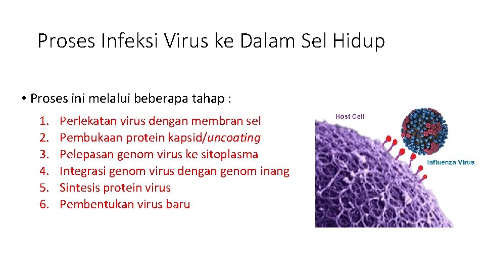 Proses Infeksi Virus ke Dalam Sel Hidup • Proses ini melalui beberapa tahap :